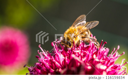European Honey Bee on a garlic flower European Honey Bee on a garlic flower 116159834