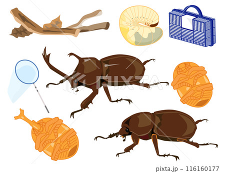 日本のカブトムシのオスとメスのイラストセット 日本のカブトムシのオスとメスのイラストセット 116160177