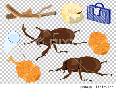 日本のカブトムシのオスとメスのイラストセット 日本のカブトムシのオスとメスのイラストセット 116160177