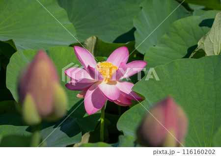輝く生命力、大賀ハス開花 輝く生命力、大賀ハス開花 116160202
