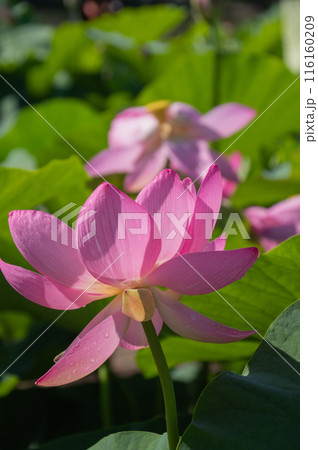 輝く生命力、大賀ハス開花 116160209