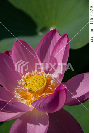 輝く生命力、大賀ハス開花 116160210