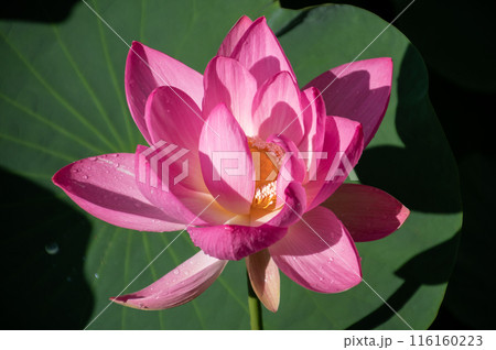 輝く生命力、大賀ハス開花 116160223