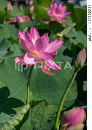 輝く生命力、大賀ハス開花 輝く生命力、大賀ハス開花 116160252