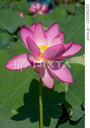 輝く生命力、大賀ハス開花 輝く生命力、大賀ハス開花 116160253