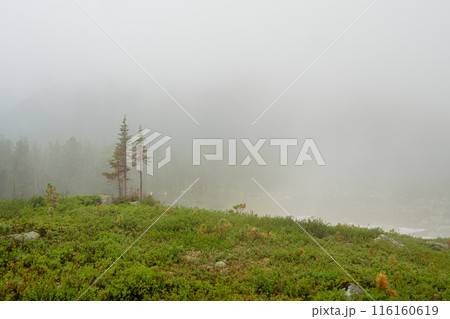 Green grass and thick fog among rocks. Green grass and thick fog among rocks. 116160619