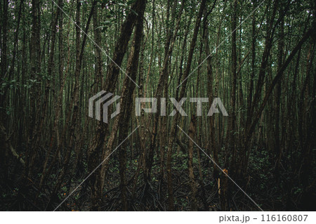 Deep mangrove forest of Mu Ko Chumphon National Park, Thailand 116160807