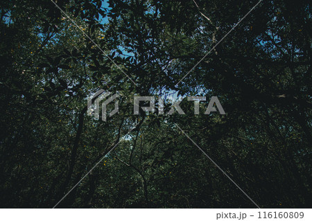 Deep in the mystical mangrove forest in Pattani, Thailand Deep in the mystical mangrove forest in Pattani, Thailand 116160809