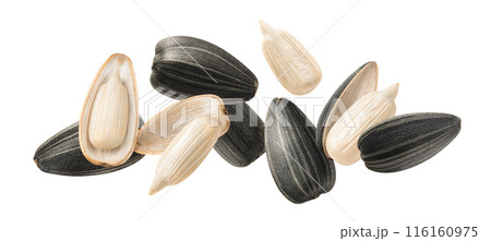 Flying and falling sunflower seeds isolated on white background. Long horizontal layout Flying and falling sunflower seeds isolated on white background. Long horizontal layout 116160975