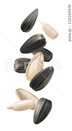 Falling sunflower seeds isolated on white background. Vertical layout Falling sunflower seeds isolated on white background. Vertical layout 116160976