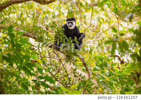 Black and white colobus monkey sitting on tree branch in lush green forest, Tanzania Black and white colobus monkey sitting on tree branch in lush green forest, Tanzania 116161207