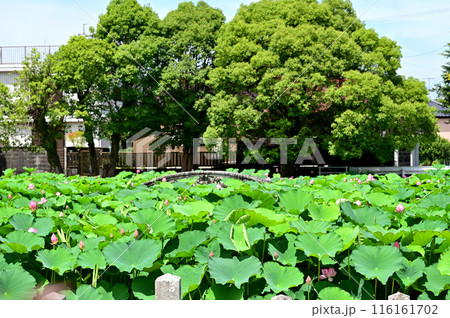 伊賀八幡宮 蓮池と神橋 伊賀八幡宮 蓮池と神橋 116161702