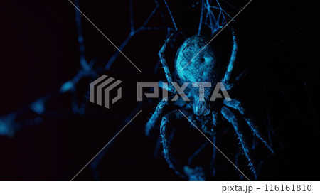 Big Scary Frightening Garden Spider Sitting At Night On Web, Waiting For Victim. Halloween Background. Macro. Big Scary Frightening Garden Spider Sitting At Night On Web, Waiting For Victim. Halloween Background. Macro. 116161810