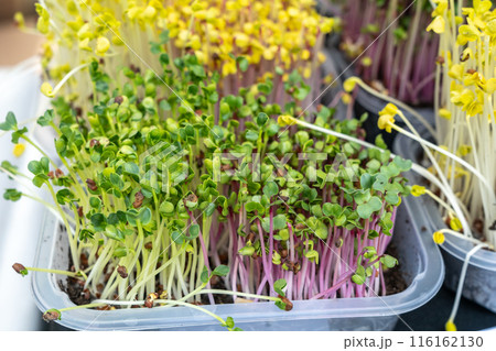 Fresh microgreens, sprouts mix in containers with vibrant green and yellow leaves. Micro greens for salads 116162130