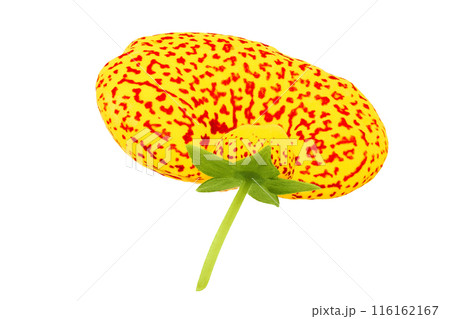 Calceolaria flower isolated on white background. Top view. Flat lay 116162167