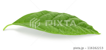 Leaf of avocado isolated on white background. Top view. Flat lay 116162213