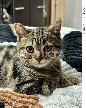 Cute tabby kitten lying on the bed and looking at camera at home, No people. Lonely cat at home. 116162238