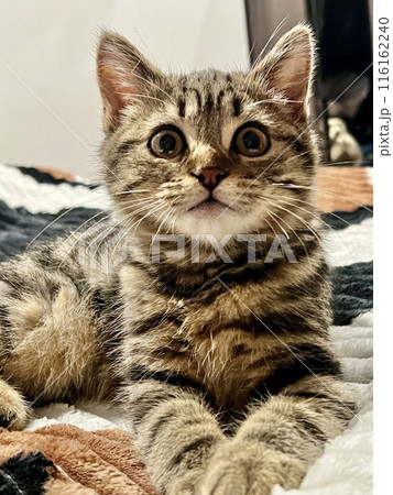 Cute tabby kitten lying on the bed and looking at camera at home, No people. Lonely cat at home. Cute tabby kitten lying on the bed and looking at camera at home, No people. Lonely cat at home. 116162240