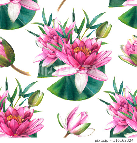 Seamless pattern with pink flowers, green leaves, buds of water lily and a sprig of bamboo. Hand drawn watercolor illustration of exotic lotus on white background. Botanical drawing for textile design 116162324
