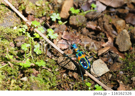 ハンミョウ（ナミハンミョウ） 116162326