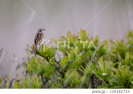 夏の草原のホオアカ 116162733
