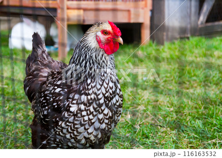 Daylight View of Patterned Chicken in Rural Tennessee Coop Daylight View of Patterned Chicken in Rural Tennessee Coop 116163532
