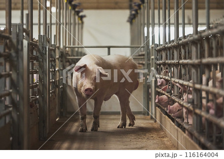 A boar stimulates sows with its smell on a farm in Denmark A boar stimulates sows with its smell on a farm in Denmark 116164004