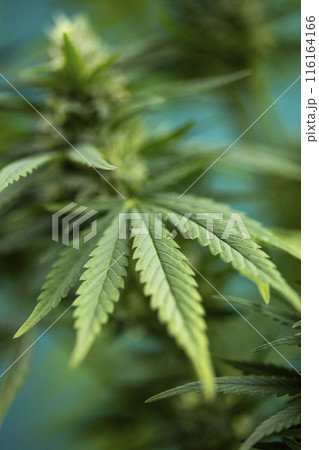Marijuana plant, medical marijuana concept 116164166