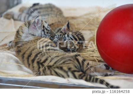 アムールトラの赤ちゃん アムールトラの赤ちゃん 116164258