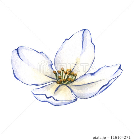 White flowers of jasmine on white isolated background. Watercolor illustration Blooming flower White flowers of jasmine on white isolated background. Watercolor illustration Blooming flower 116164271