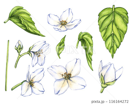 Set of jasmine elements including jasmine flowers, buds, petals, and leave. Watercolor illustration Blooming flower with leaves. Vintage style 116164272
