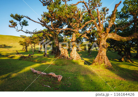 Fanal forest on Madeira island, Portugal Fanal forest on Madeira island, Portugal 116164426