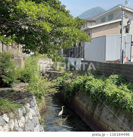 住宅街を流れる用水路とサギ 116164496