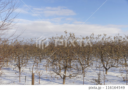 drifts of pure white snow in an apple orchard 116164549
