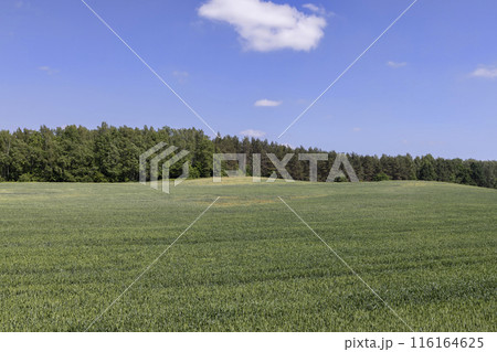 unripe barley ears in spring 116164625