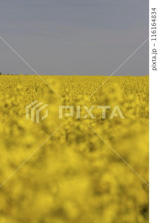a monoculture of rapeseed during flowering with yellow flowers 116164834