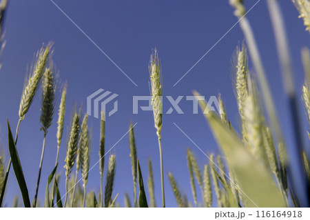 agriculture in the summer with a lot of green cereals 116164918