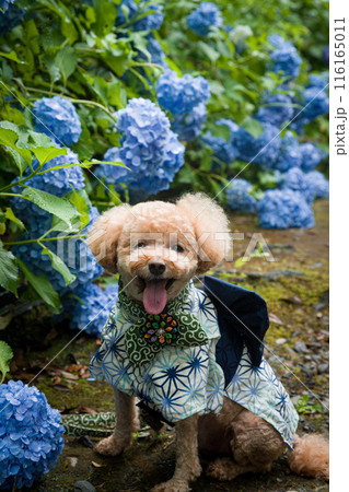 犬と紫陽花 116165011