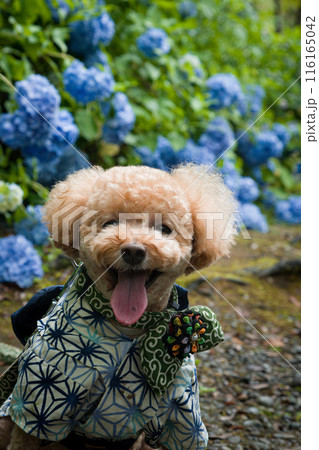 犬と紫陽花 116165042