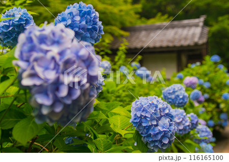 紫陽花・梅雨イメージ～明月院(神奈川県-鎌倉市)～ 116165100