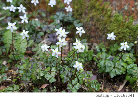 爽やか小花 バイカオウレンの花 爽やか小花 バイカオウレンの花 116165341