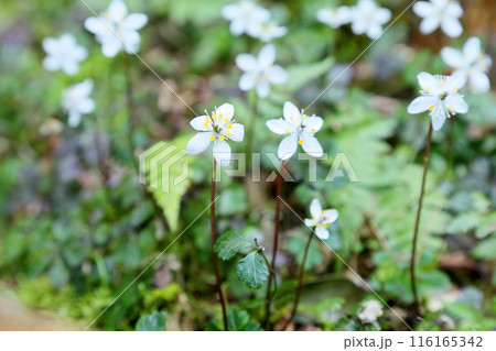 爽やか小花　バイカオウレンの花 116165342