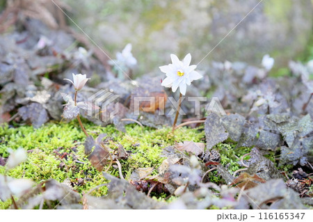 早春の花 ユキワリイチゲ 早春の花 ユキワリイチゲ 116165347