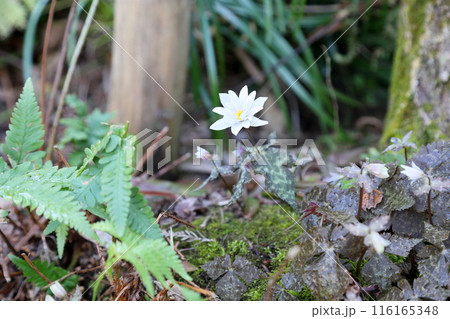 早春の花　ユキワリイチゲ 116165348