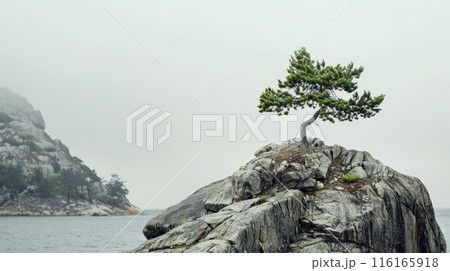 Landscape with scenic tree on rock top in sea, lonely pine on cliff in mist, stunning view. Concept of nature, outdoor, travel, background. 116165918