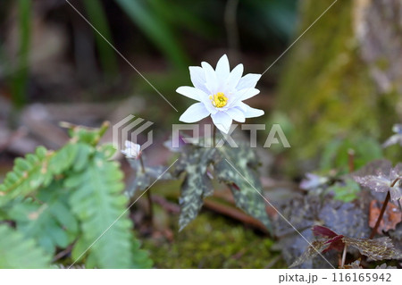 早春の花 ユキワリイチゲ 早春の花 ユキワリイチゲ 116165942