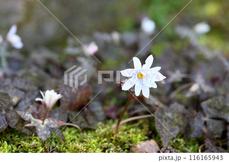 早春の花　ユキワリイチゲ 116165943