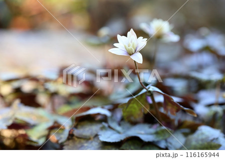 早春の花　ユキワリイチゲ 116165944