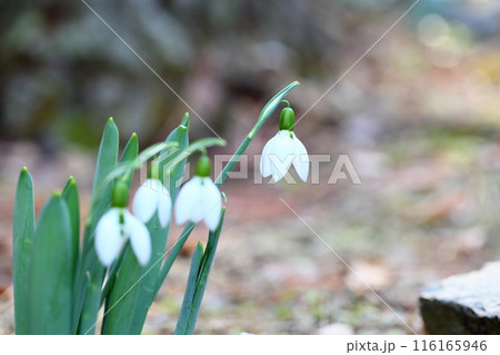 可愛いスノードロップの花 116165946