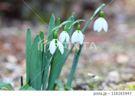 可愛いスノードロップの花 可愛いスノードロップの花 116165947